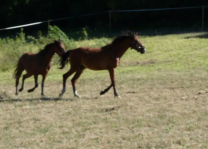 Maison d'hôtes Chateau La Bouriette Moussoulens
